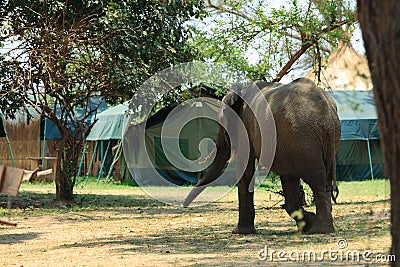 Wild elephant on the campsite Stock Photo