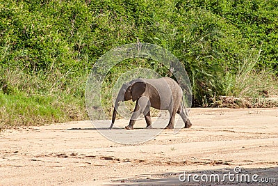 Wild elephant come to drink in Africa in national Kruger Park in UAR Stock Photo