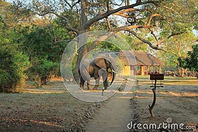 Wild elephant crossing zambia Stock Photo