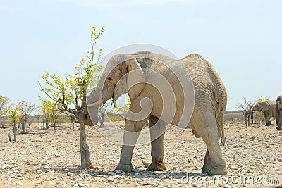 Wild elephant eating leaves, Namibia Stock Photo