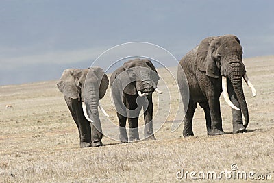Wild Elephant Elephantidae in African Botswana savannah Stock Photo