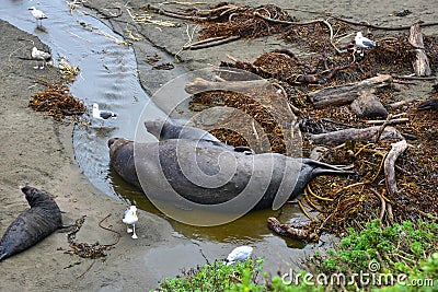 Wild elephant seal Stock Photo