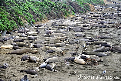 Wild elephant seal Stock Photo