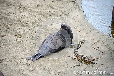 Wild elephant seal Stock Photo