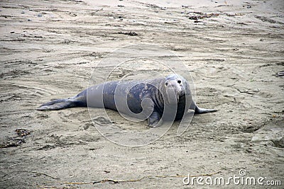 Wild elephant seal Stock Photo