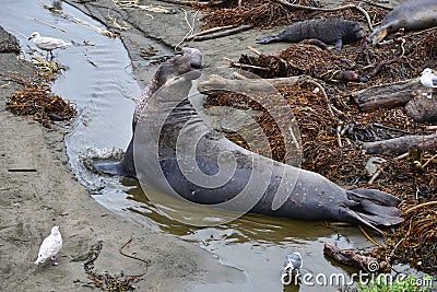 Wild elephant seal Stock Photo