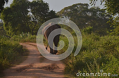 Wild Elephant Stock Photo