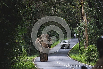 wild elephant walking on mountain road of khao yai national park khaoyai is one of most important natural sanctuary in south east Stock Photo