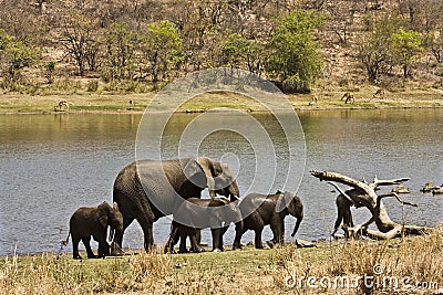 Wild elephants family on the river bank, Kruger national park, SOUTH AFRICA Stock Photo