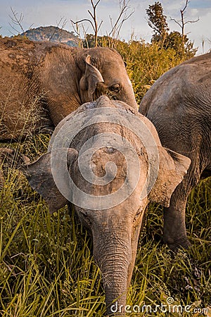 Ceylon wild elephants Stock Photo