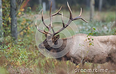 An Elk in Pennsylvania Stock Photo