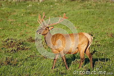 Elk of The Colorado Rocky Mountains Stock Photo