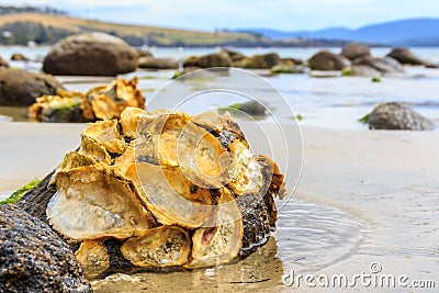 Wild empty oyster shells on rocks Stock Photo