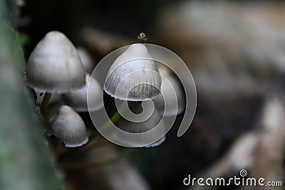 Wild english forest mushrooms growing in autumn Stock Photo