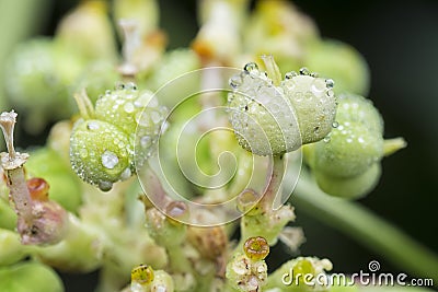 Wild euphorbia heterophylla weed after rain Stock Photo