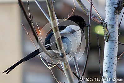 Wild Eurasian Magpie, London Stock Photo