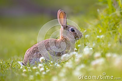 Wild European rabbit in grass Stock Photo