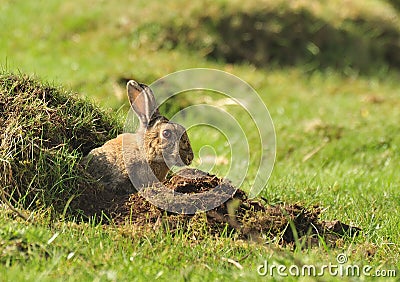 Wild European Rabbit (Oryctolagus cuniculus) Stock Photo