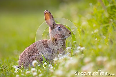 Wild European rabbit Stock Photo