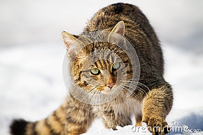Wild european wildcat approaching on snow in winter Stock Photo