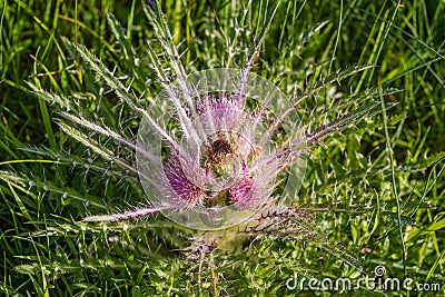 Wild Everts meadow thistle flowers bloom at the Yellowstone National Park Stock Photo