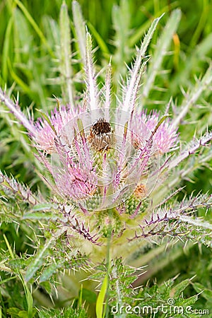 Wild Everts meadow thistle flowers bloom at the Yellowstone National Park Stock Photo