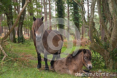 Wild Exmoor ponies near Webbers Post, North Devon Stock Photo