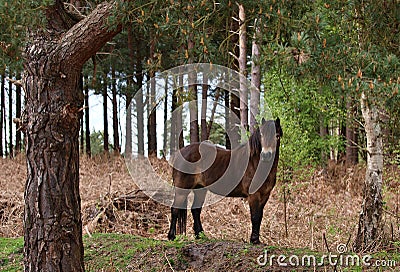 Wild Exmoor Pony Stock Photo