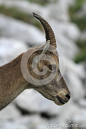 Wild female alpine ibex - steinbock portrait Stock Photo