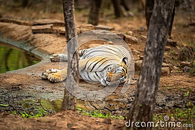 wild female bengal tiger or panthera tigris with eye contact resting near waterhole after having morning meal to cool her body in Stock Photo