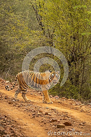 wild female bengal tiger or panthera tigris walking or crossing one of forest trail or road during territory marking in evening Stock Photo