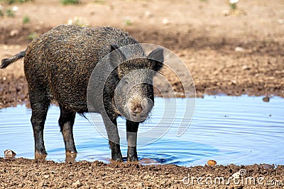 Wild female boar having bath into water and mud Stock Photo