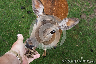 Wild Female Fallow deer feeding by hand. Stock Photo