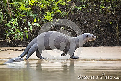 Wild Female Giant Otter Strolling along Beach by Jungle Stock Photo