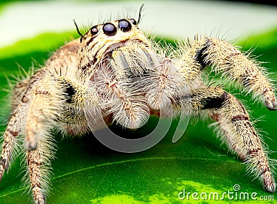 Wild female jumping spider with white and cream color look high vision and stay on green leaf Stock Photo