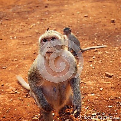 Wild female macaque Stock Photo