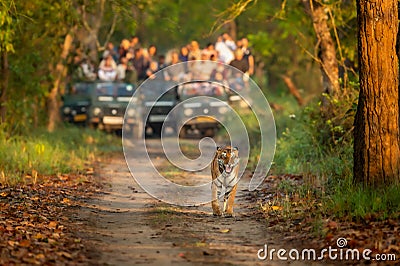 wild female mother tiger panthera tigris face expression calling her missing cubs giving stress call and blurred safari vehicles Stock Photo