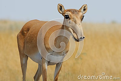 Wild female Saiga antelope in Kalmykia steppe Stock Photo