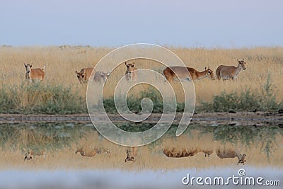 Wild female Saiga antelopes in steppe near watering pond Stock Photo