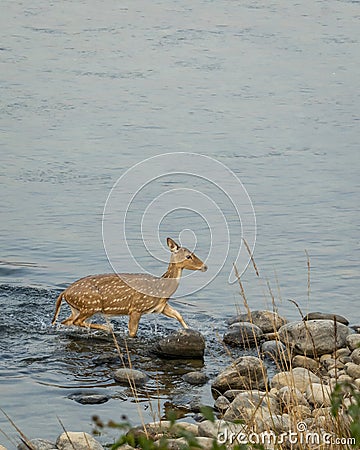 wild female spotted deer or chital or axis deer crossing ramganga river blue water in winter season during safari at dhikala jim Stock Photo