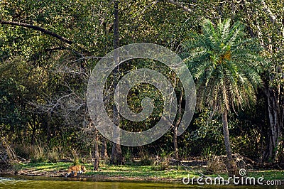 Wild female tiger drinking water from lake in amidst of nature and natural scenic background at ranthambore national park or tiger Stock Photo