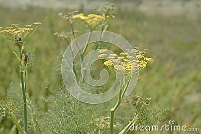 Wild Fennel or Foeniculum vulgare. Stock Photo