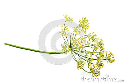 Wild fennel flower isolated. Stock Photo