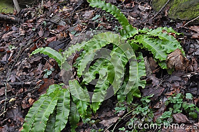 In the wild, fern Asplenium scolopendrium grows Stock Photo