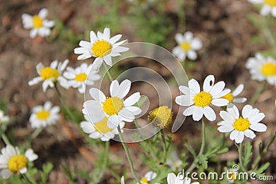 Wild field daisies in the meadow. Natural floral background Stock Photo