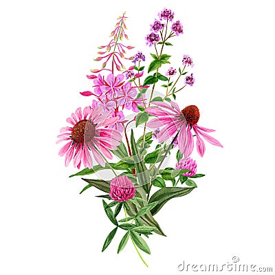 Wild field pink flowers bouquet, hand drawn vector Vector Illustration
