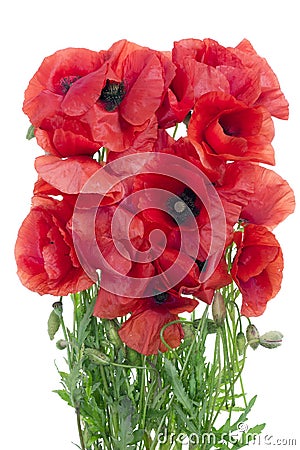 Wild field poppies bouquet Stock Photo