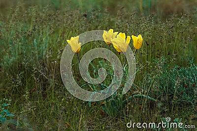 Wild field tulips. Tulipa Kolpokovskiana regel Stock Photo