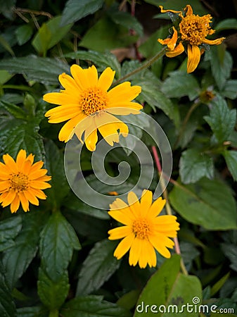 Yellow small flowers bloom in spring Stock Photo