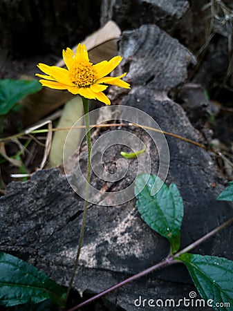 Yellow small flowers bloom in spring with dead wood Stock Photo
